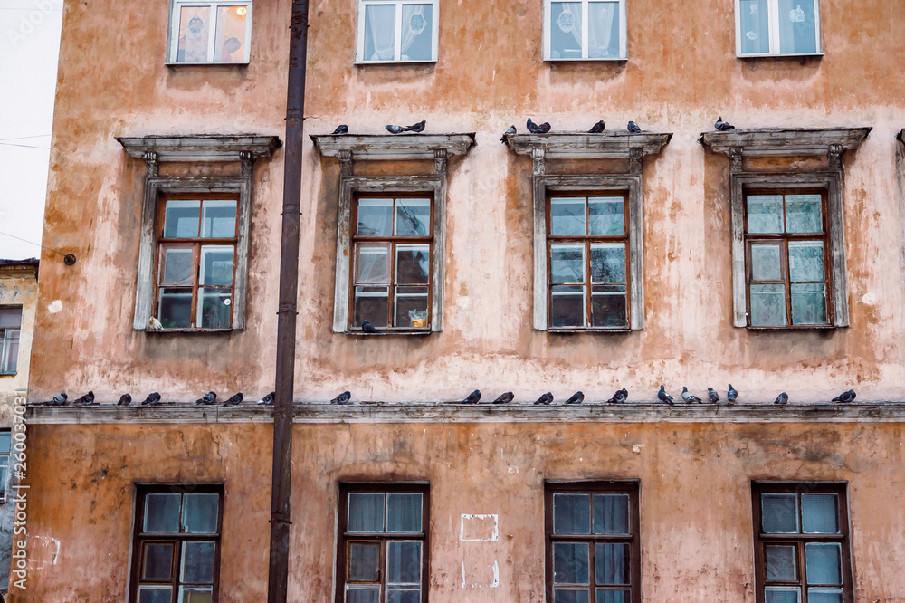 many pigeons on a cornice of a house in the downtown of Saint Petersburg
