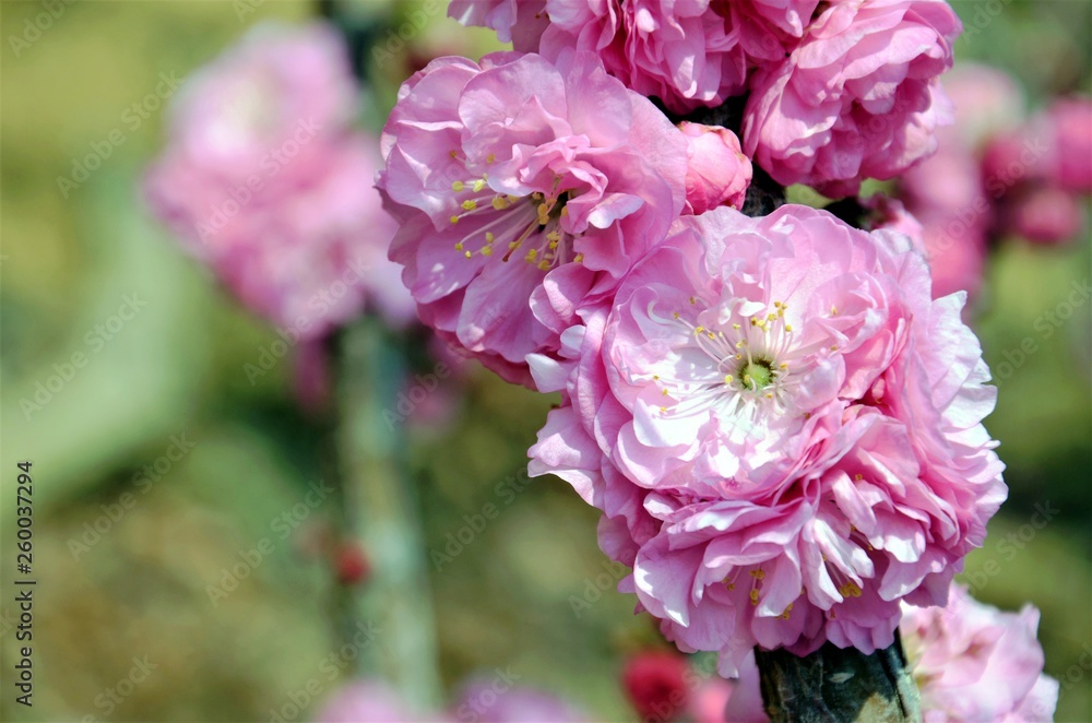 Flowers of cherry tree in spring Flowers of cherry tree in spring