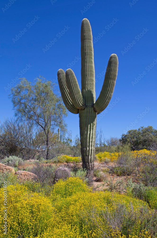Arizona desert landscape near Phoenix Arizona desert landscape near Phoenix