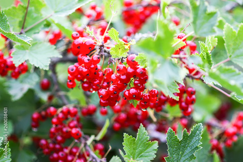Ripe red currant in a summer garden. Ribes rubrum plant with ripe red berries.