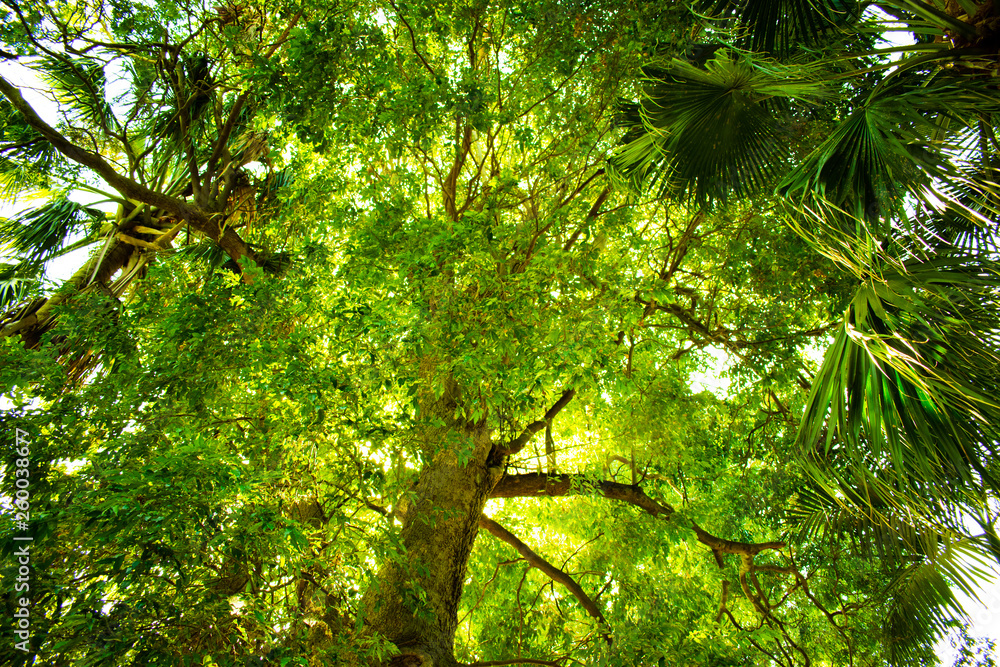 Fototapeta premium tree in forest