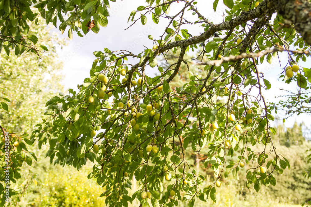 Yellow plums on tree branches in summer garden. Seasonal sweet ripe fruits Yellow plums on tree branches in summer garden. Seasonal sweet ripe fruits