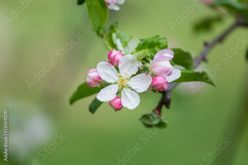 Apple branch with blossom flowers on a green background