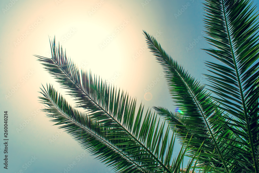 Tropical palm tree on sky background Tropical palm tree on sky background