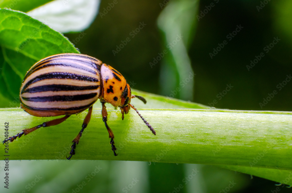Colorado potato beetle crawling on the branches of potato Colorado potato beetle crawling on the branches of potato