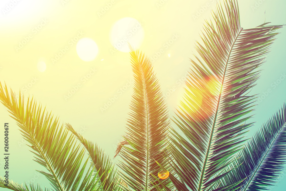 Tropical palm tree on sky background