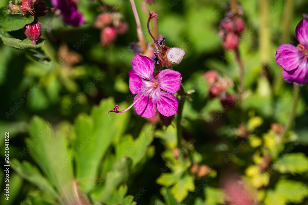 Bigroot Geranium Flowers in Bloom in Springtime Bigroot Geranium Flowers in Bloom in Springtime