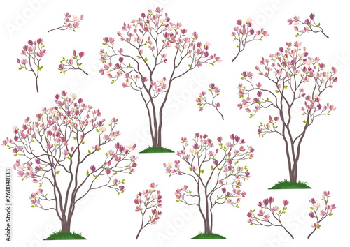 Set Spring Magnolia Trees and Branches with Pink Flowers and Green Leaves Isolated on White Background. Vector photo