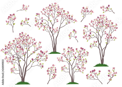 Set Spring Magnolia Trees and Branches with Pink Flowers and Green Leaves Isolated on White Background. Vector