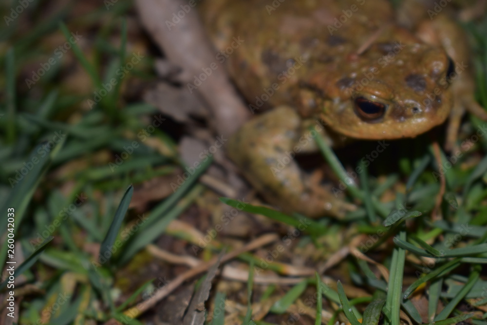 Obraz premium frog