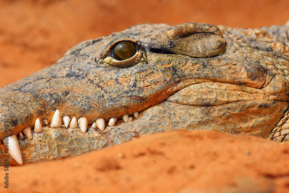 Fototapeta premium The Nile crocodile (Crocodylus niloticus) , detail of the head.