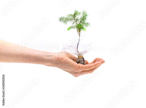 Junger Baum in der Hand photo