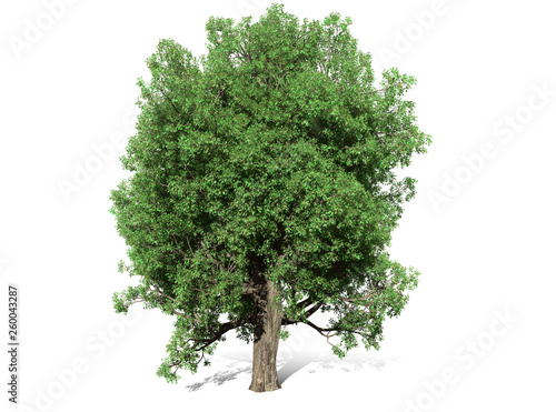 A tree isolated over a white background for graphic design  illustration image.