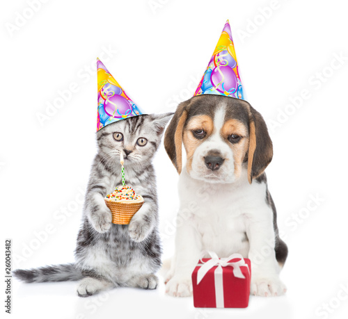 Cat and dog in birthday hats looking with gift box and cupcake. isolated on white background © Ermolaev Alexandr
