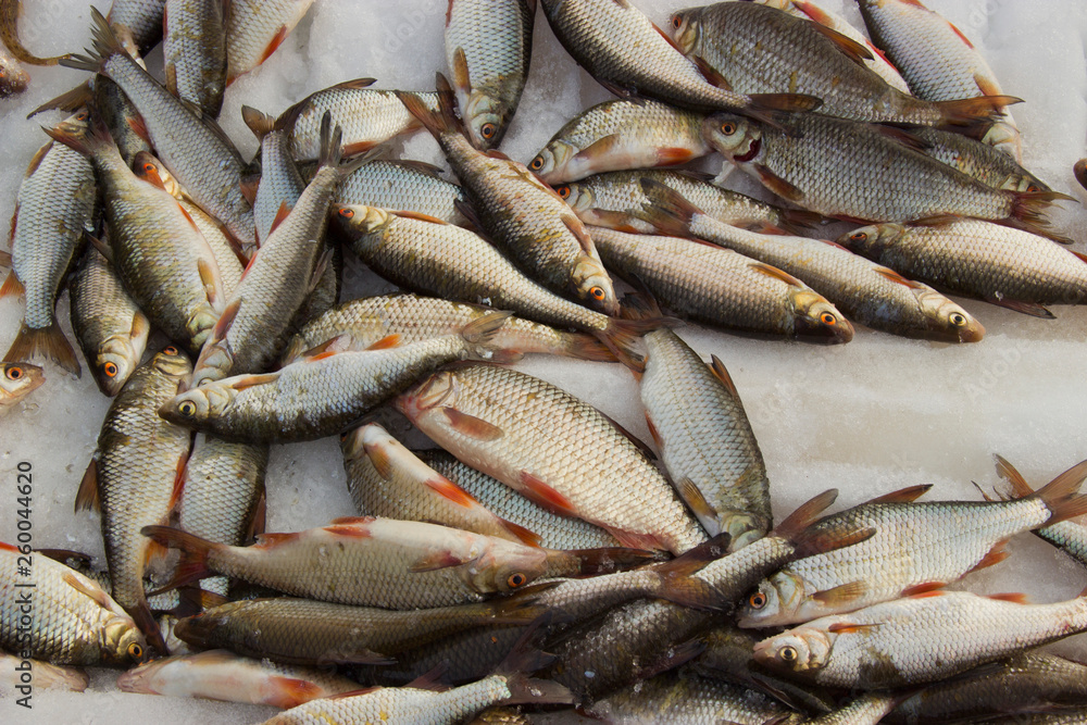 freshly caught fish lying on the snow freshly caught fish lying on the snow