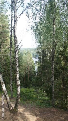 View of the green forest from above. Trees  birch and far lake.