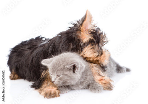 Sleepy yorkshire terrier puppy embracing little kitten. isolated on white background