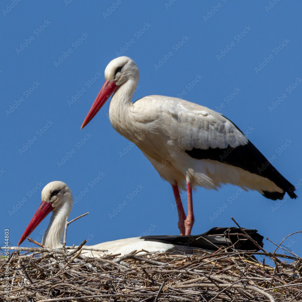 Fototapeta premium Pájaros