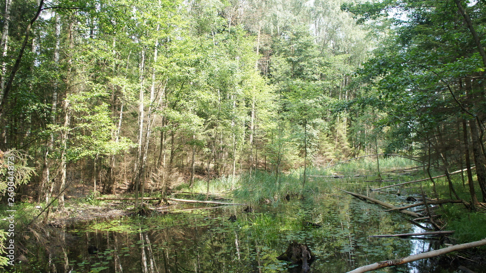 Green swamp in the forest around trees and bushes. Green swamp in the forest around trees and bushes.