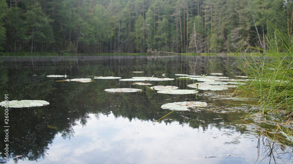 Green swamp in the forest around trees and bushes. Green swamp in the forest around trees and bushes.