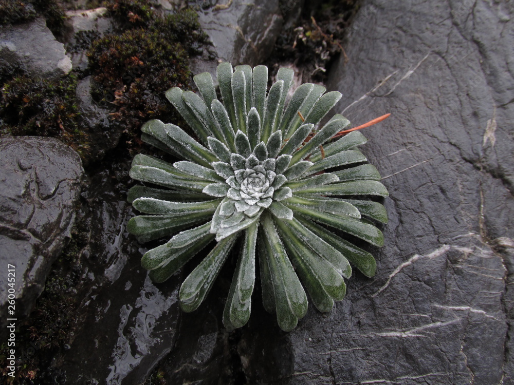 Fototapeta premium saxifraga pirineos