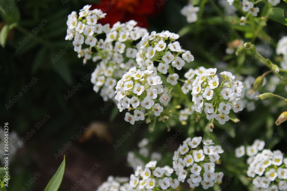 white flowers in the garden white flowers in the garden