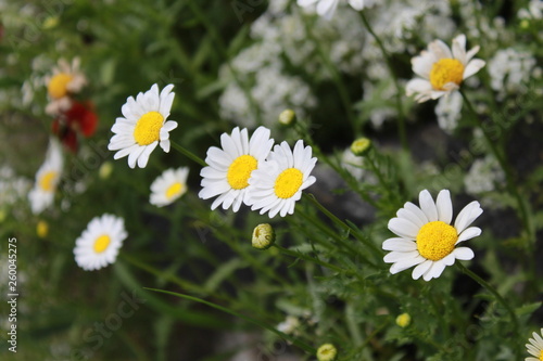 field of daisies