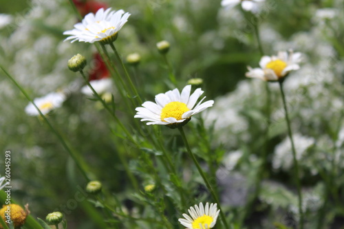 field of daisies