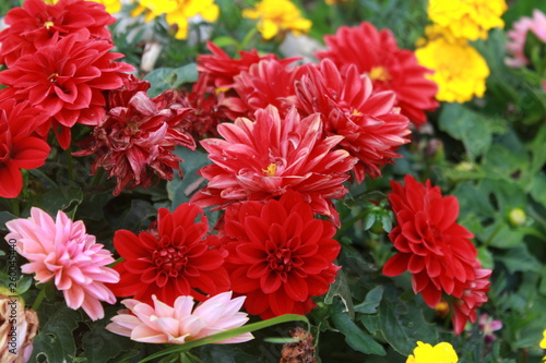 bouquet of flowers