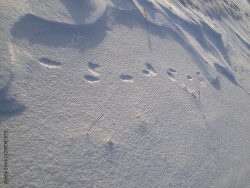 Animal Footprints in Snow