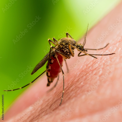 Encephalitis, Yellow Fever, Malaria Disease or Zika Virus Infected Culex Mosquito Parasite Insect Macro on Green Background