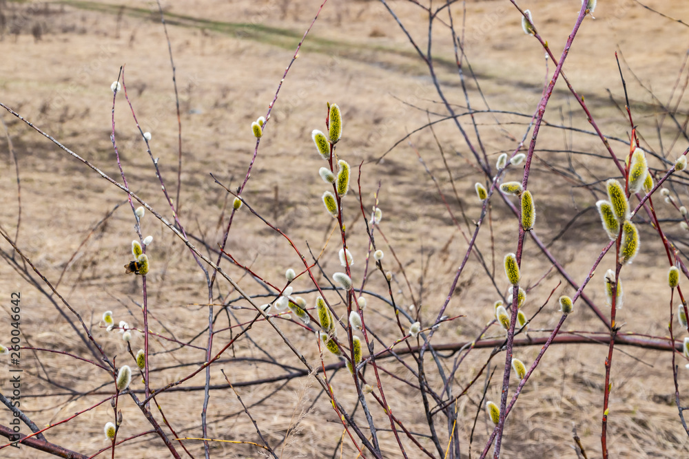 Willow buds that opened in the spring in April outdoors. Willow buds that opened in the spring in April outdoors.