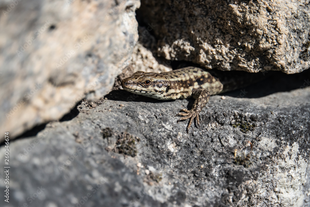Common Wall Lizard Peeking Out From Under Rock in Springtime