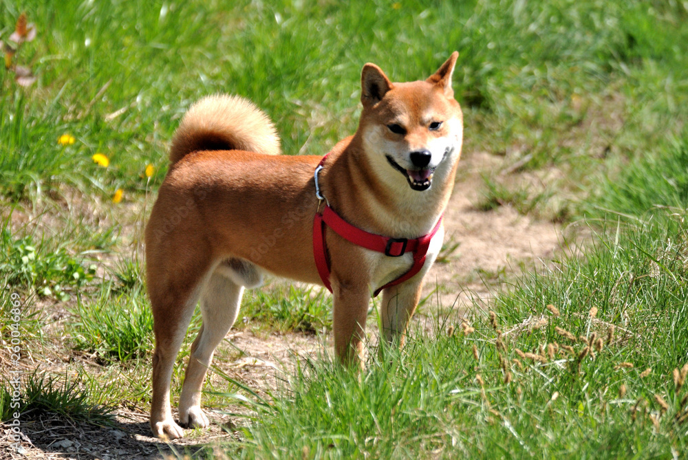 dog on grass