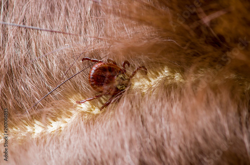 Encephalitis Virus or Lyme Borreliosis Disease Infectious Dermacentor Tick Arachnid Parasite Insect on Animal Fur