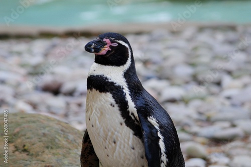 humboldt Penguin smiles standing on pebbles