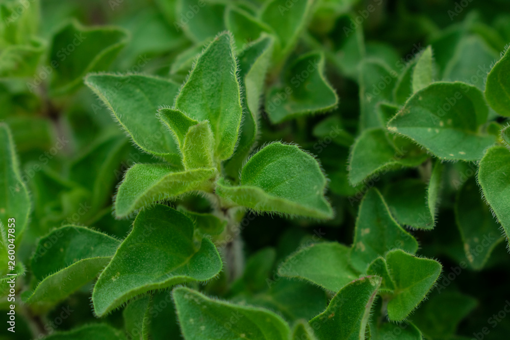 Origano Origano