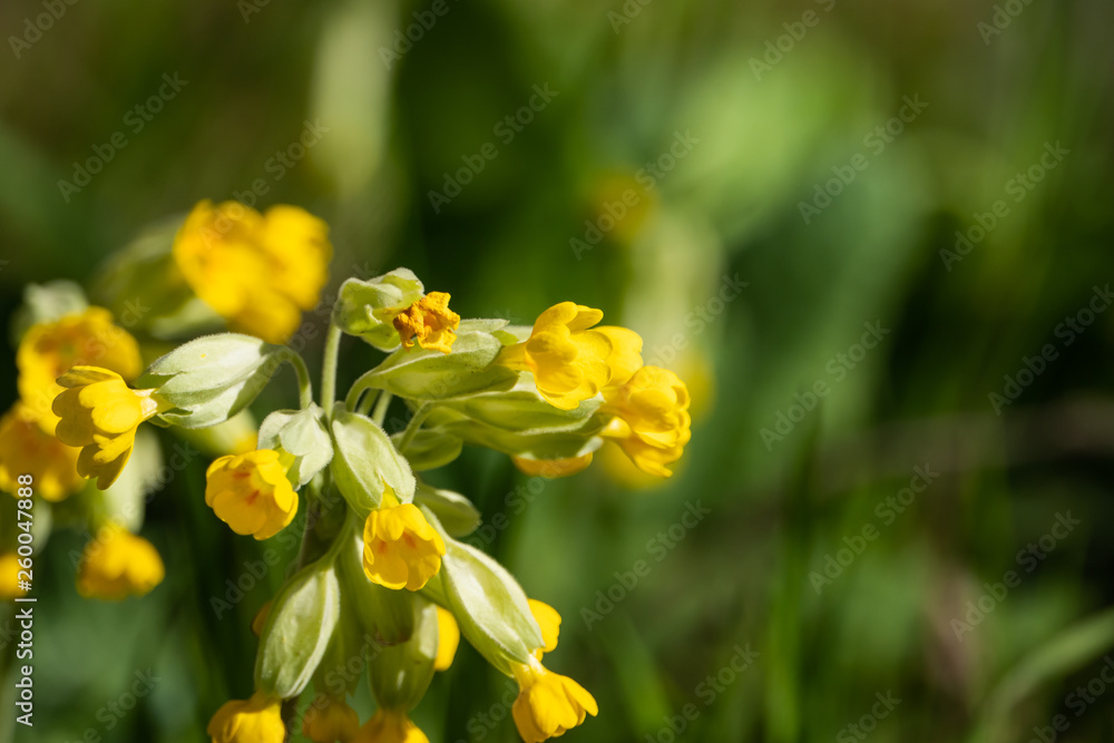 Cowslip Primrose Flowers in Bloom in Springtime Cowslip Primrose Flowers in Bloom in Springtime