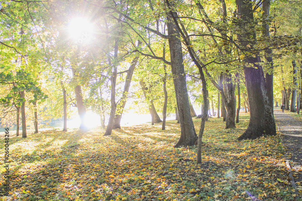 Fototapeta premium Sunny day in autumn forest. Picturesque landscape.