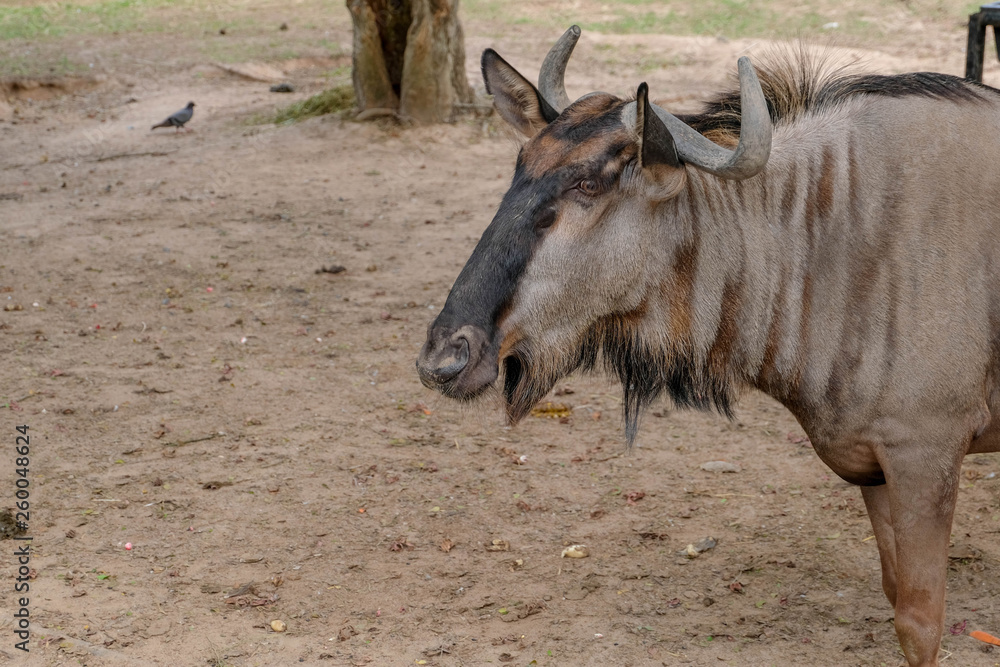 Fototapeta premium wildebeest in the open zoo
