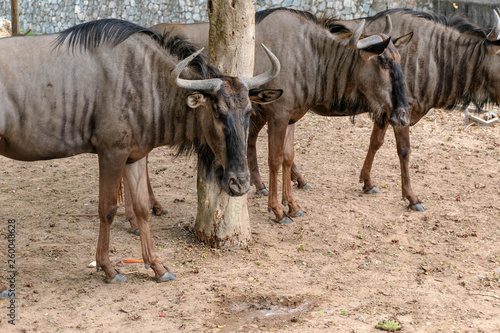 wildebeest in the open zoo Thailand