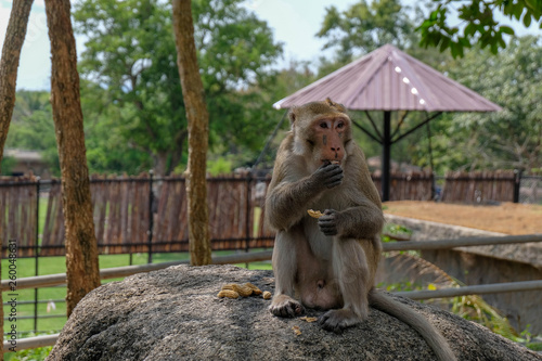 monkey sit on the rock in zoo and eat pea