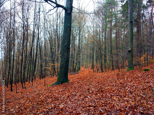 Forest in Germany