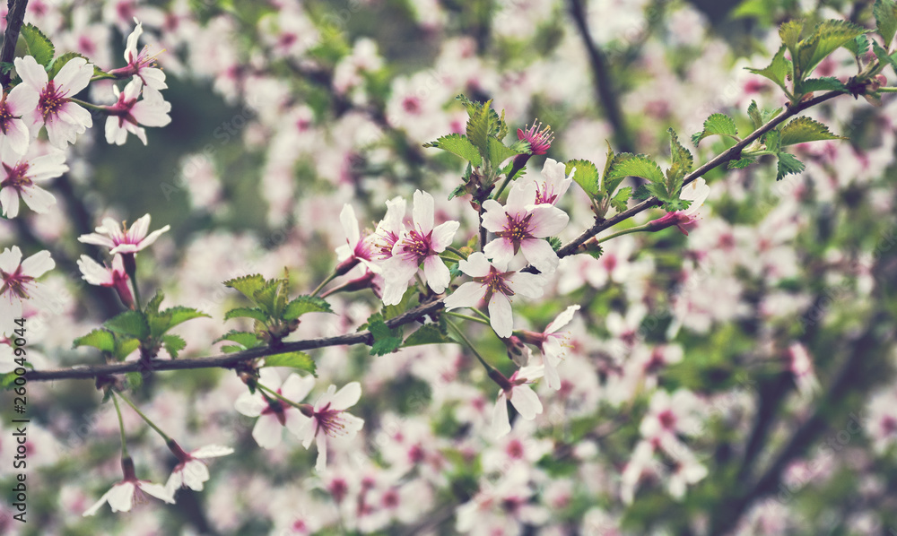Flowering cherry trees in the garden. Delicate pink flowers on the branches of cherry Flowering cherry trees in the garden. Delicate pink flowers on the branches of cherry