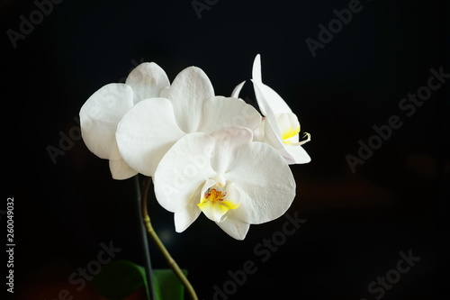 Close-up of white orchids on a black background. Phalaenopsis.