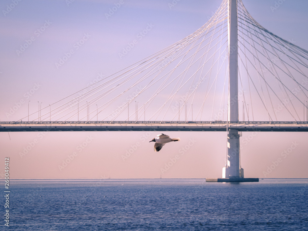 Obraz premium Seagull