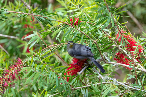 A beautiful Gray Catbird forages for insects on the intensely red blooms of a Bottle Brush. photo