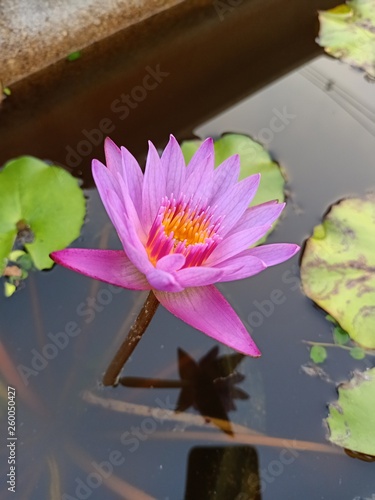 Lotus flowers bloom in the pool Near the house1 photo