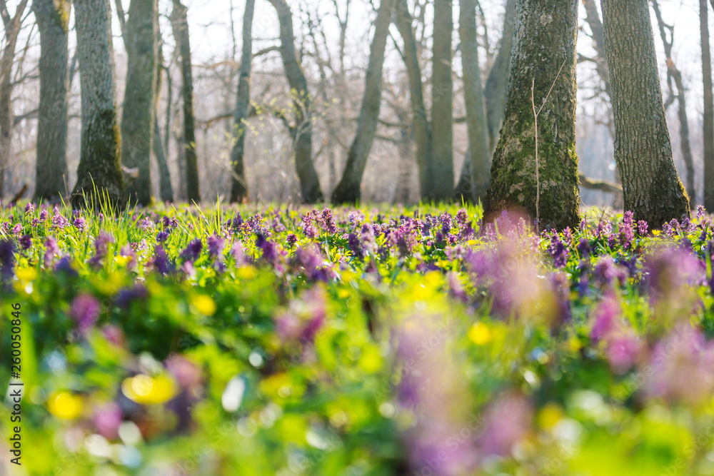 Obraz premium Spring forest