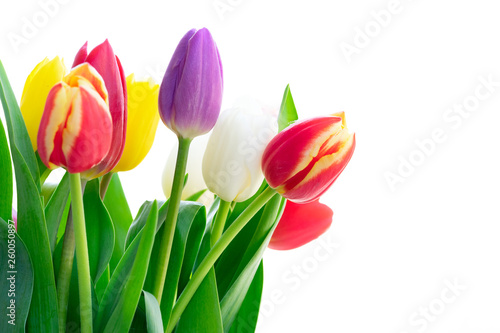 Fototapeta Naklejka Na Ścianę i Meble -  fresh tulips flowers